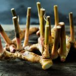 Memahami Tanaman Rimpang, Sang Kecil Serbaguna dari Dapur sampai Kesehatan