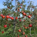 Bisnis Perkebunan Apel: Peluang Usaha Pertanian yang Menjanjikan dan Menguntungkan