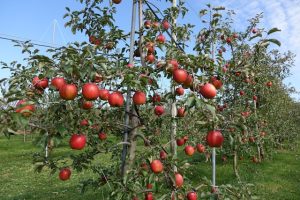 bisnis perkebunan apel