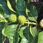 Kandungan Buah Mengkudu dan Manfaatnya untuk Kesehatan Tubuh Secara Alami