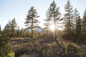 pohon pinus