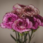 Bunga Carnation yang Cantik dengan Makna Mendalam