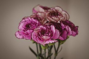 Bunga carnation
