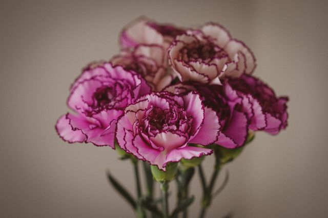 Bunga carnation