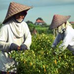 Bisnis Kebun Cabai: Peluang Usaha Menjanjikan dengan Modal Terukur