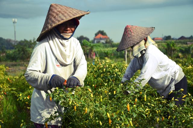 bisnis kebun cabai